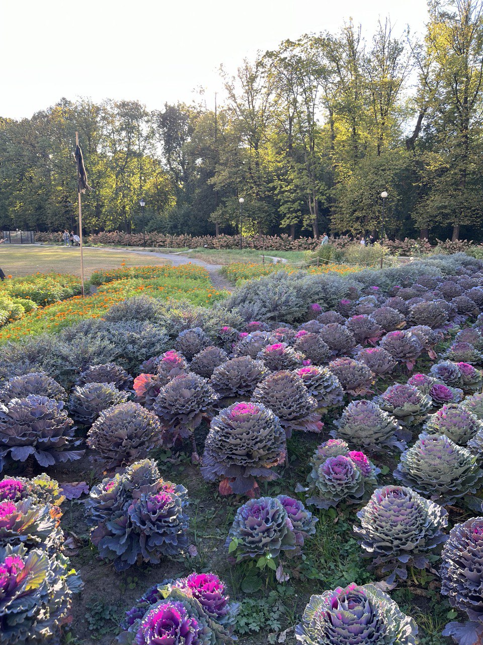 Изображение особи Brassica oleracea var. viridis.