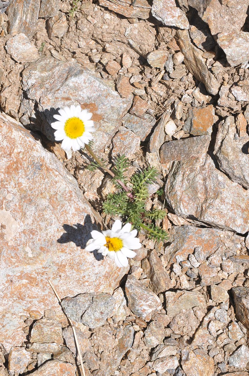 Изображение особи семейство Asteraceae.