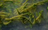 Elodea canadensis