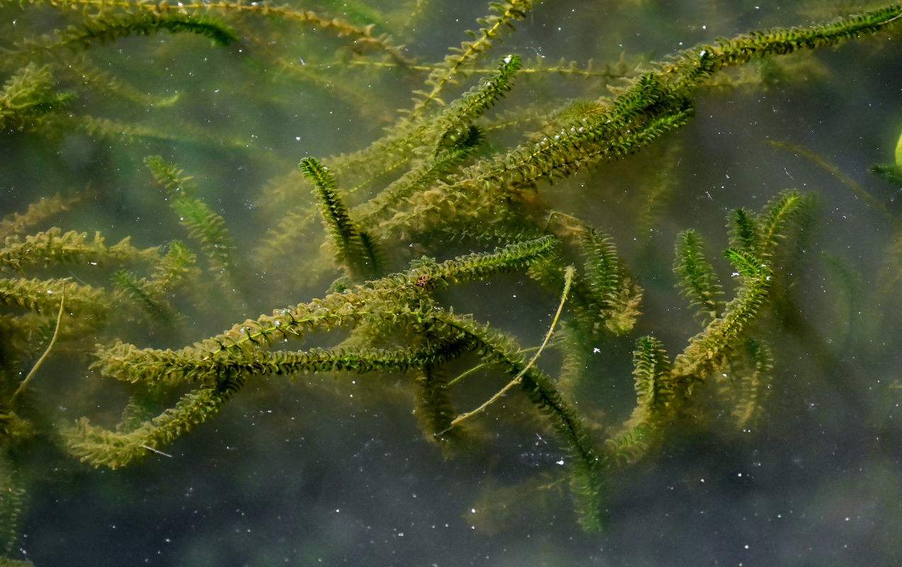 Изображение особи Elodea canadensis.