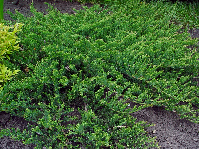 Image of Juniperus horizontalis specimen.