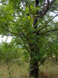 Sorbus domestica. Часть кроны старого дерева. Крым, Южный Берег, окр. пос. Лесной, смешанное редколесье возле грунтовой дороги. 26.05.2024.