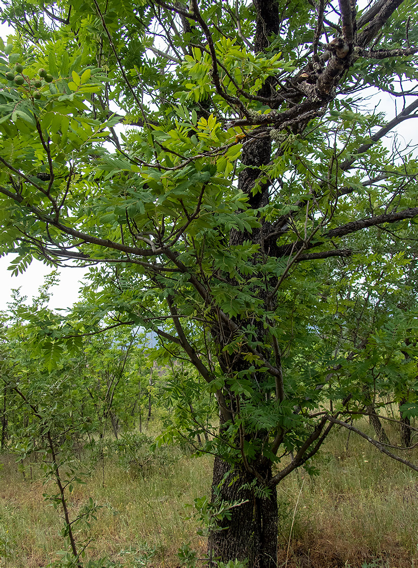 Изображение особи Sorbus domestica.