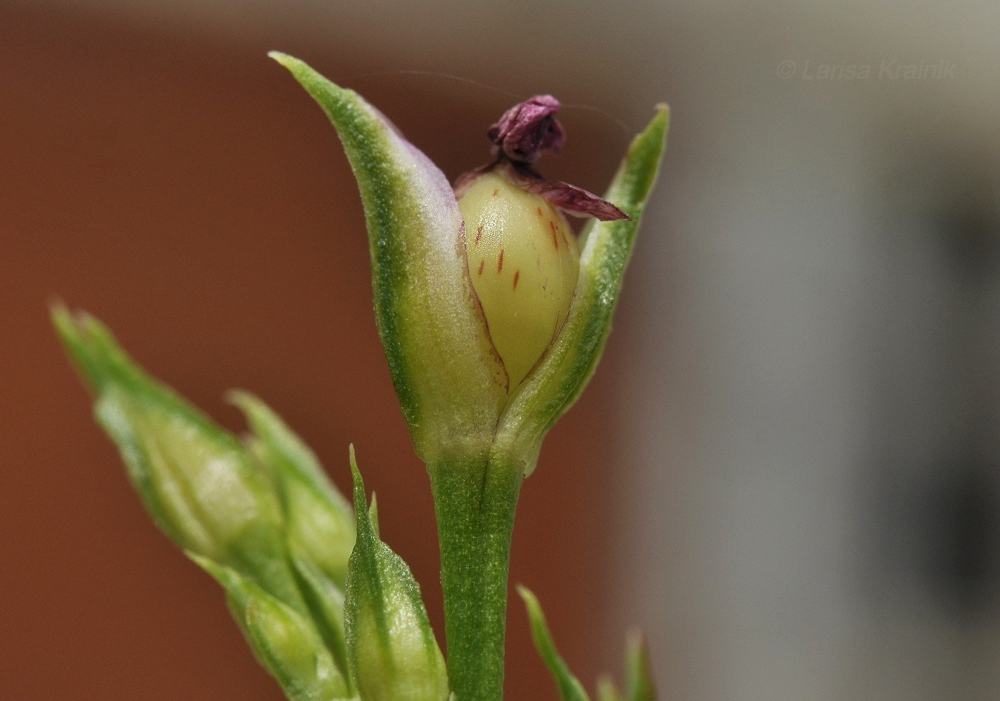 Image of Talinum paniculatum specimen.