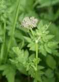 familia Apiaceae. Верхушка растения с развивающимся соцветием. Чечня, Шаройский р-н, с. Хакмадой, выс. 1580 м н.у.м., луг. 30 июня 2024 г.