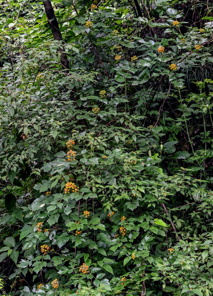 Image of genus Rubus specimen.