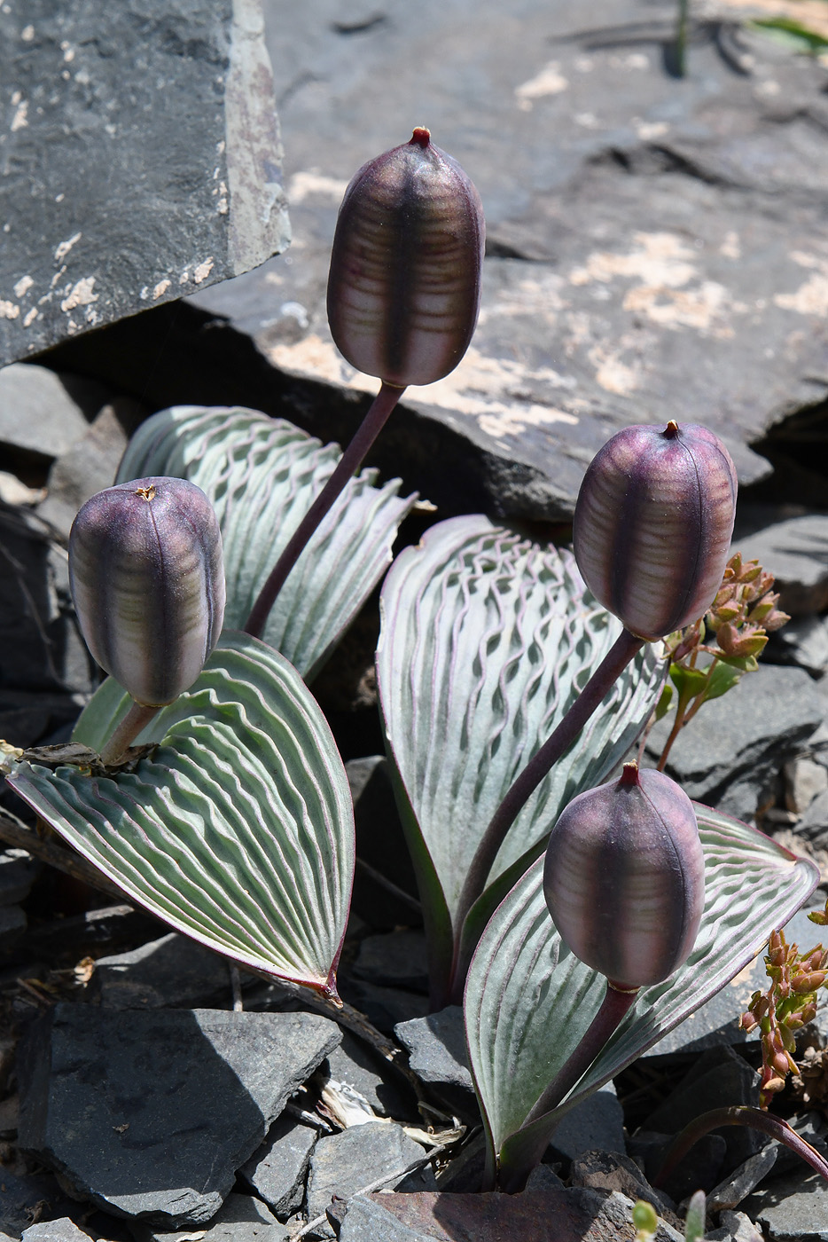 Image of Tulipa regelii specimen.