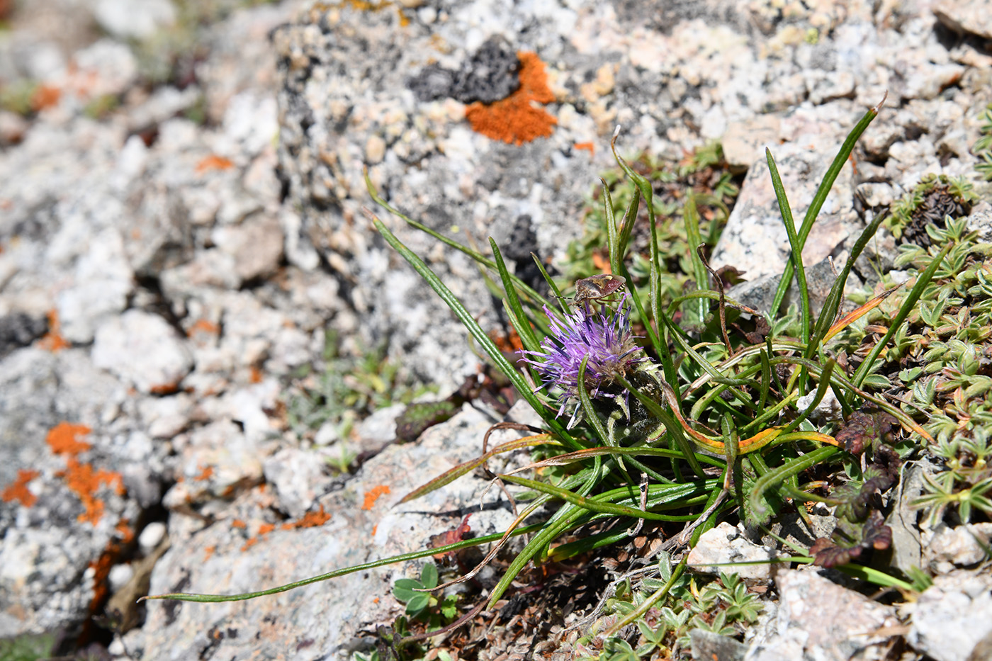 Image of Saussurea leucophylla specimen.