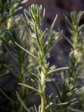 Bassia prostrata
