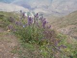 Nepeta grandiflora. Цветущее растение. Кабардино-Балкария, Черекский р-н, окр. с/п Верхняя Балкария, левый борт долины р. Хашхасу, ≈ 2100 м н.у.м., мелкощебнистая осыпь из ожелезнённого песчаника. 31.07.2024.