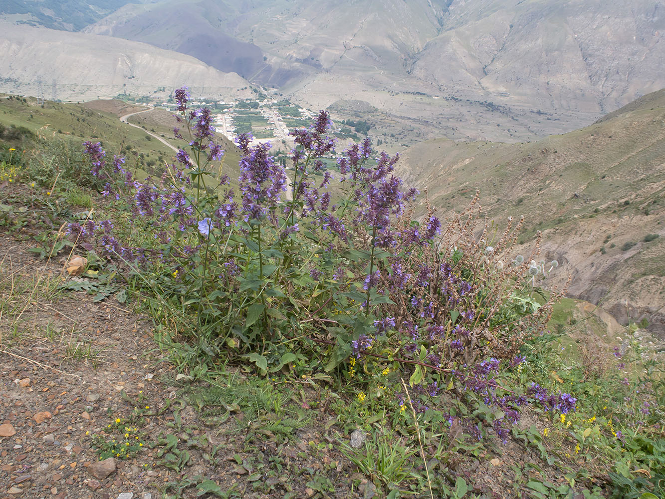 Image of Nepeta grandiflora specimen.