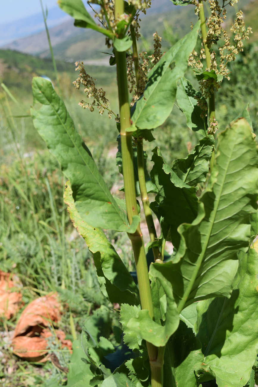 Image of Rumex tianschanicus specimen.