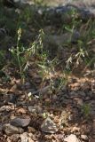 View full-size image Trigonella strangulata