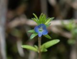 View full-size image Veronica verna
