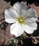 View full-size image Cerastium lithospermifolium