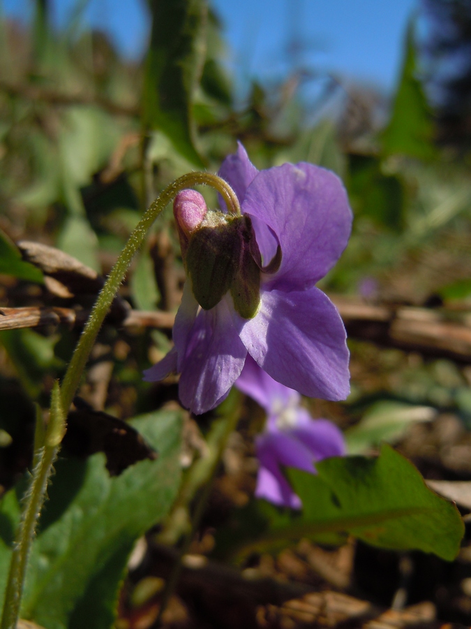 Image of Viola hirta specimen.