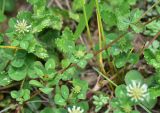 View full-size image genus Trifolium