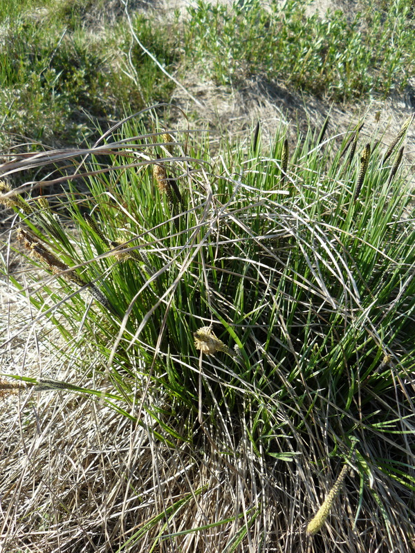 Image of Carex acuta specimen.