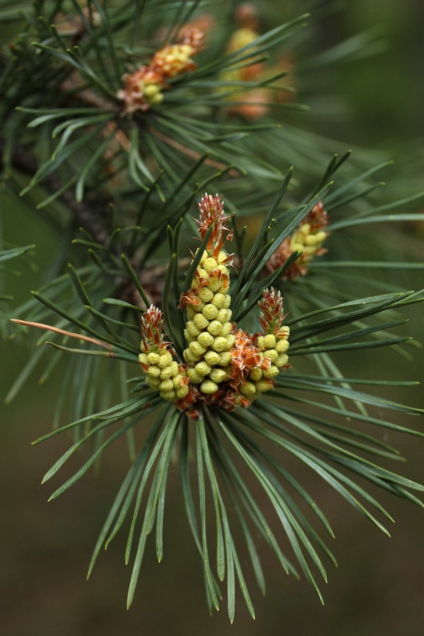 Image of Pinus sylvestris specimen.