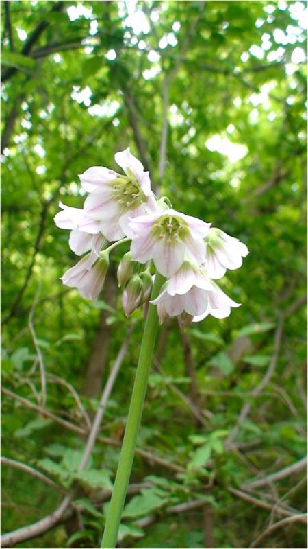 Изображение особи Nectaroscordum tripedale.