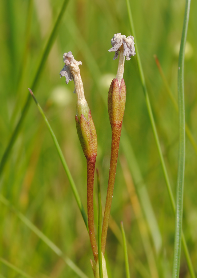 Image of Primula finmarchica specimen.