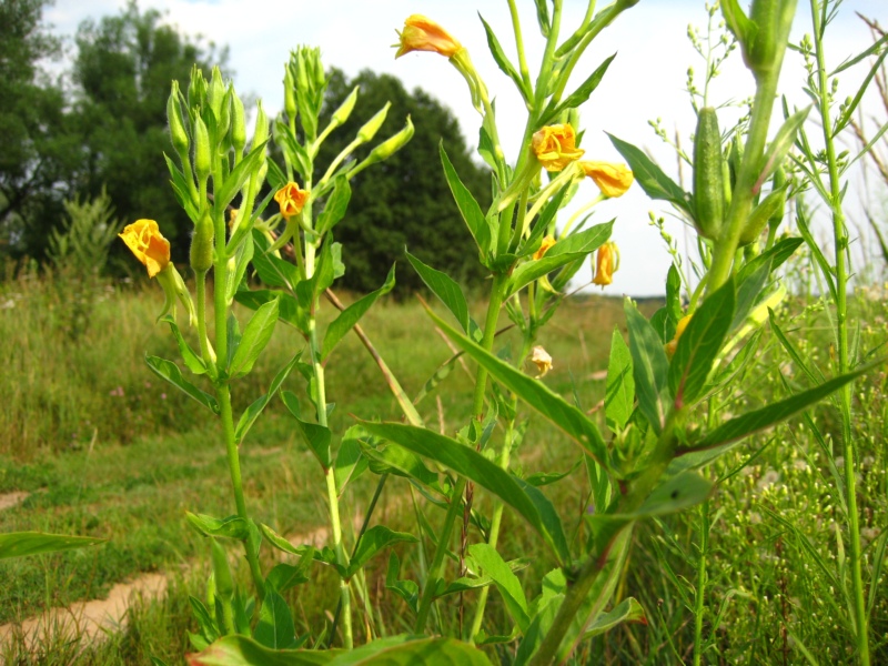 Image of Oenothera biennis specimen.