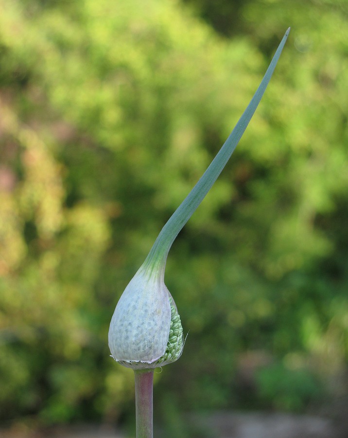 Image of Allium affine specimen.