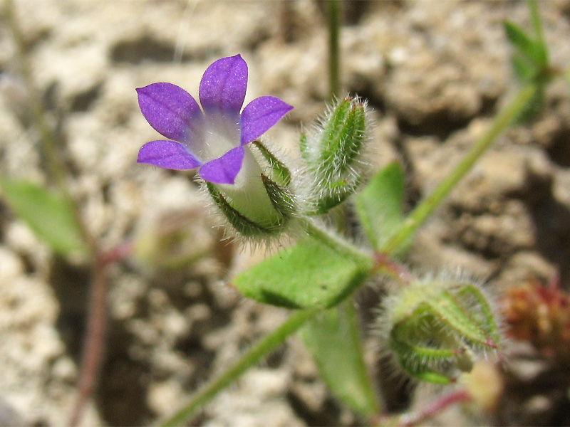 Image of Campanula erinus specimen.