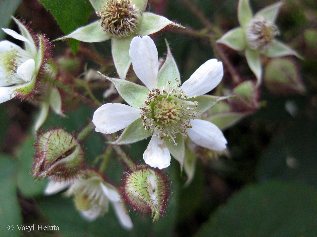 Image of Rubus hirtus specimen.