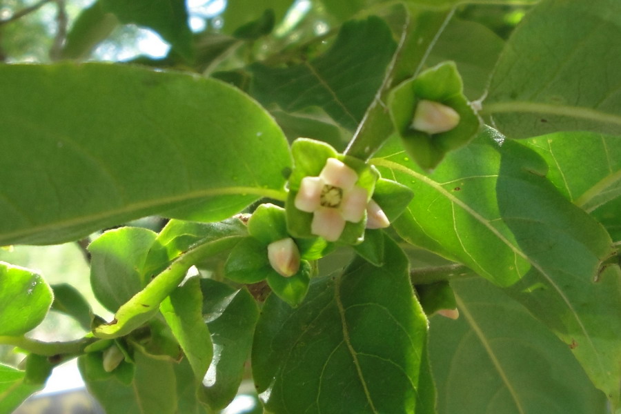 Image of Diospyros lotus specimen.