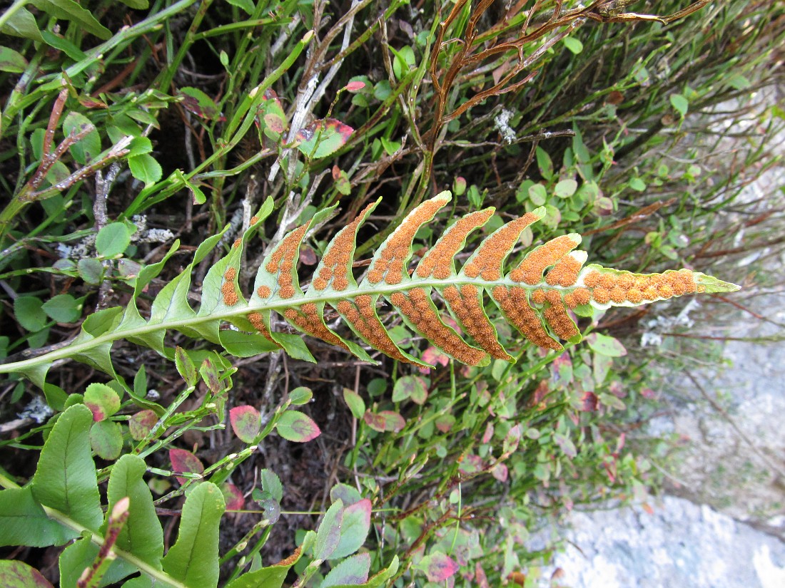 Image of genus Polypodium specimen.