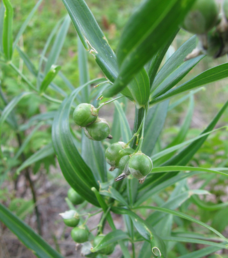 Image of Polygonatum sibiricum specimen.