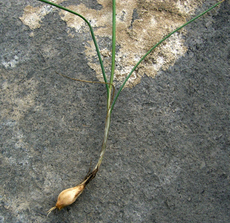 Image of Allium leucosphaerum specimen.