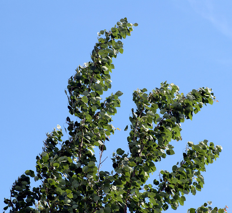 Image of Populus tremula specimen.