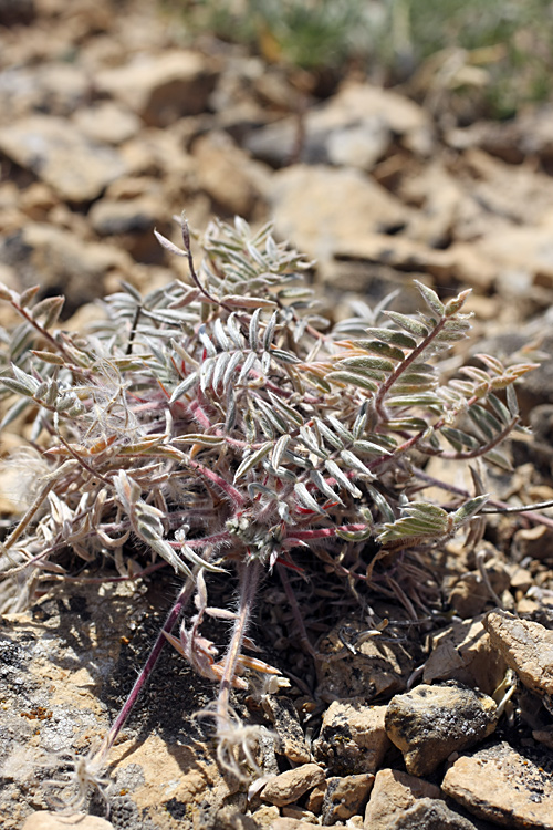 Image of Oxytropis trichocalycina specimen.