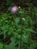 Carduus bicolorifolius. Верхушка цветущего растения. Украина, Закарпатская обл., Раховский р-н, у дороги в широколиственном лесу с преобладанием бука. 26 августа 2008 г.