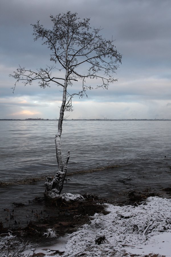 Image of Alnus glutinosa specimen.