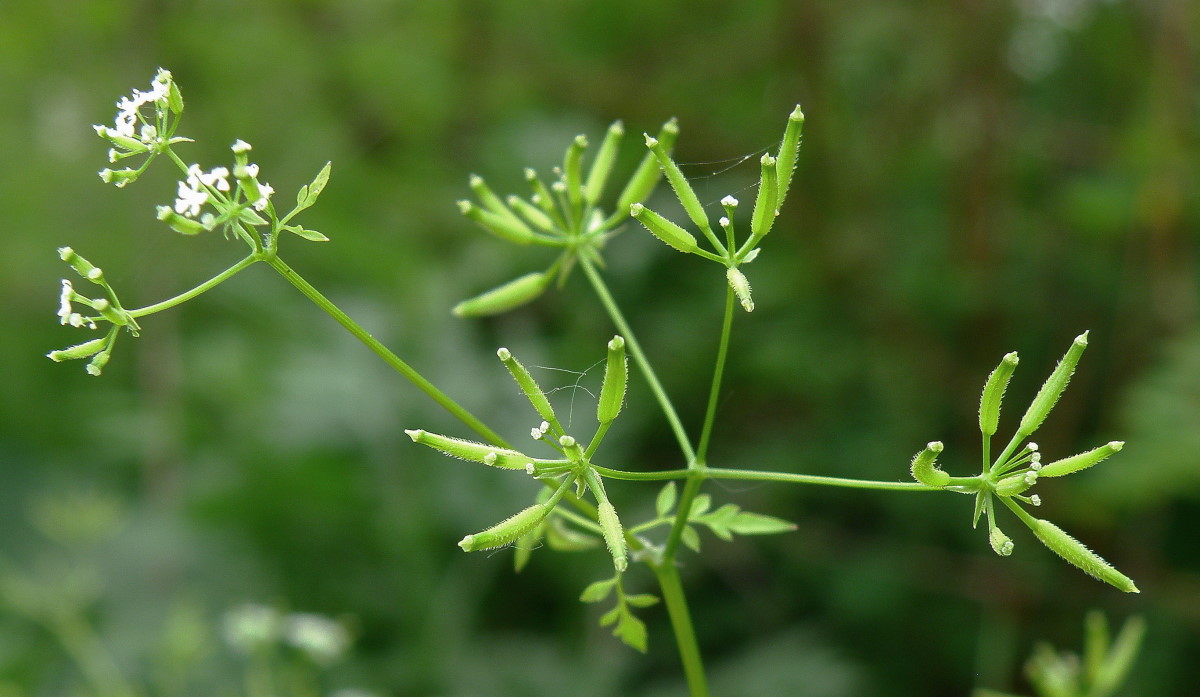 Image of Anthriscus cerefolium specimen.