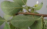 род Cotoneaster. Ветка с листьями (видна их обратная сторона). Германия, г. Кемпен, у тротуара. 08.05.2012.