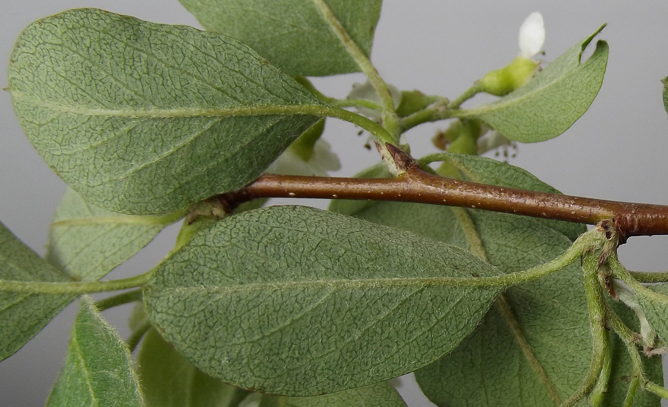 Image of genus Cotoneaster specimen.