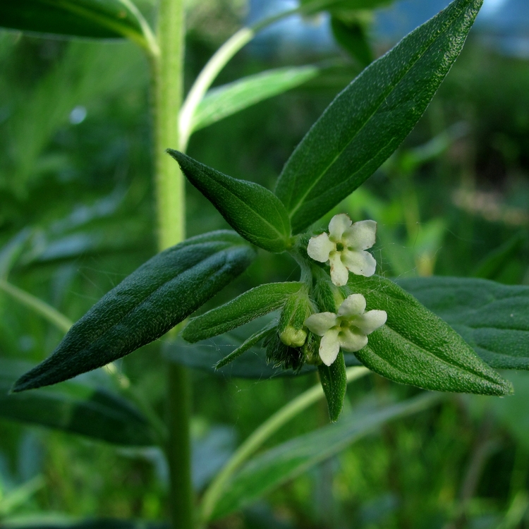 Image of Lithospermum officinale specimen.