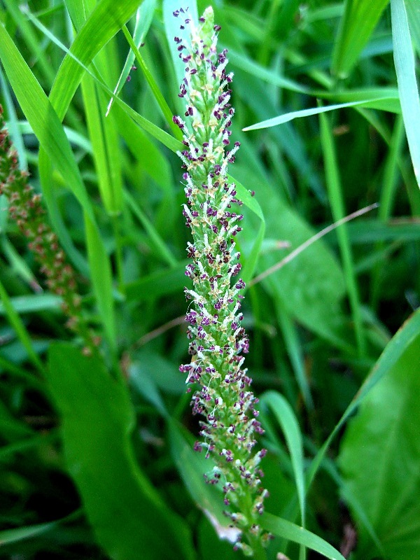 Image of Plantago cornuti specimen.