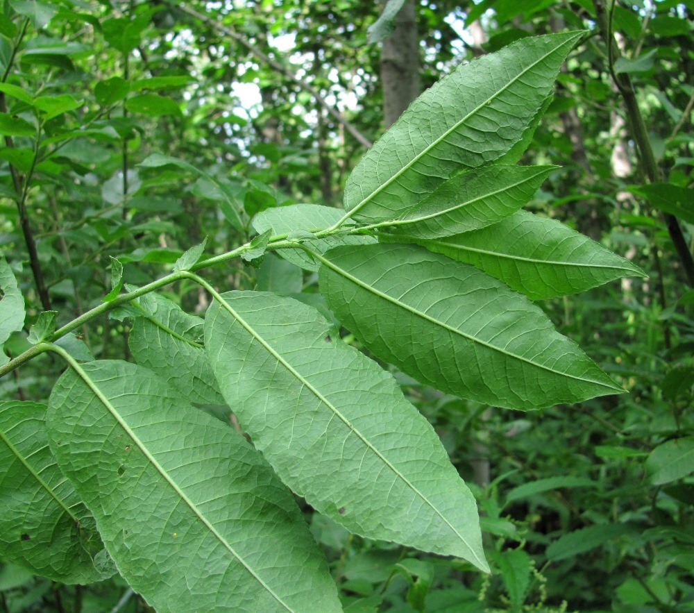 Image of Salix myrsinifolia specimen.