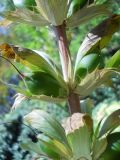 Acanthus mollis