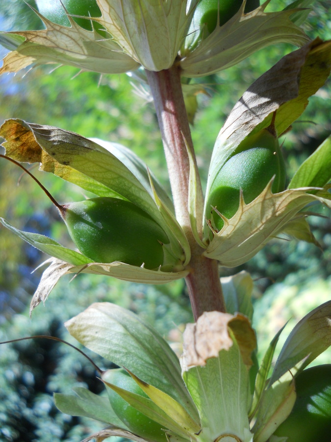 Изображение особи Acanthus mollis.