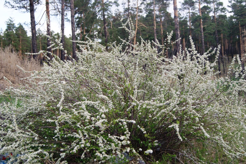 Изображение особи Spiraea aquilegifolia.