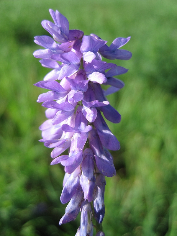 Image of Vicia cracca specimen.