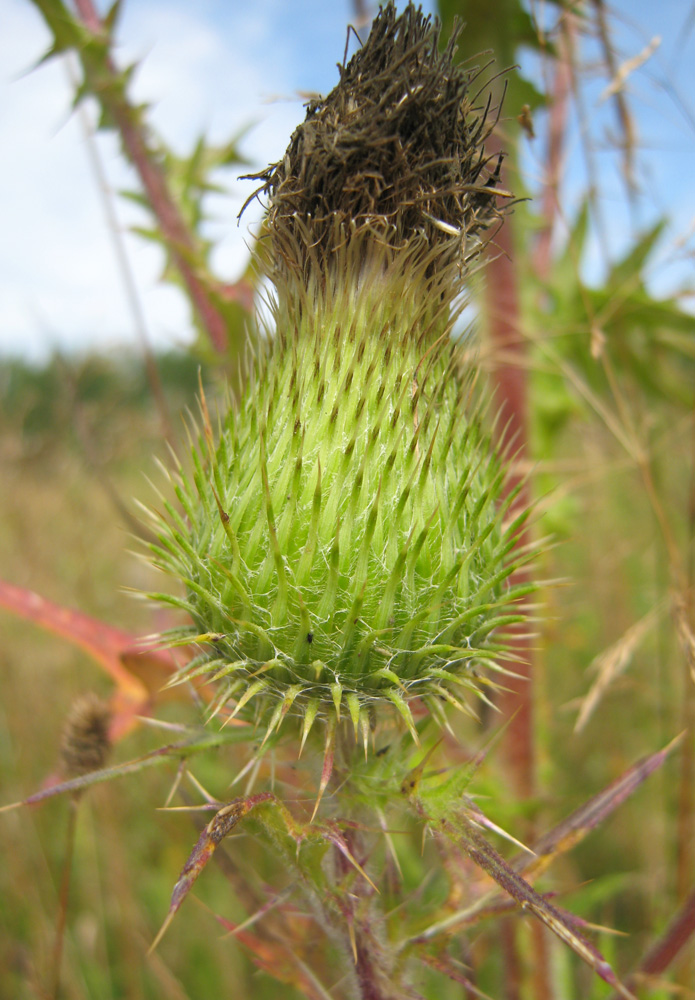 Image of Cirsium vulgare specimen.