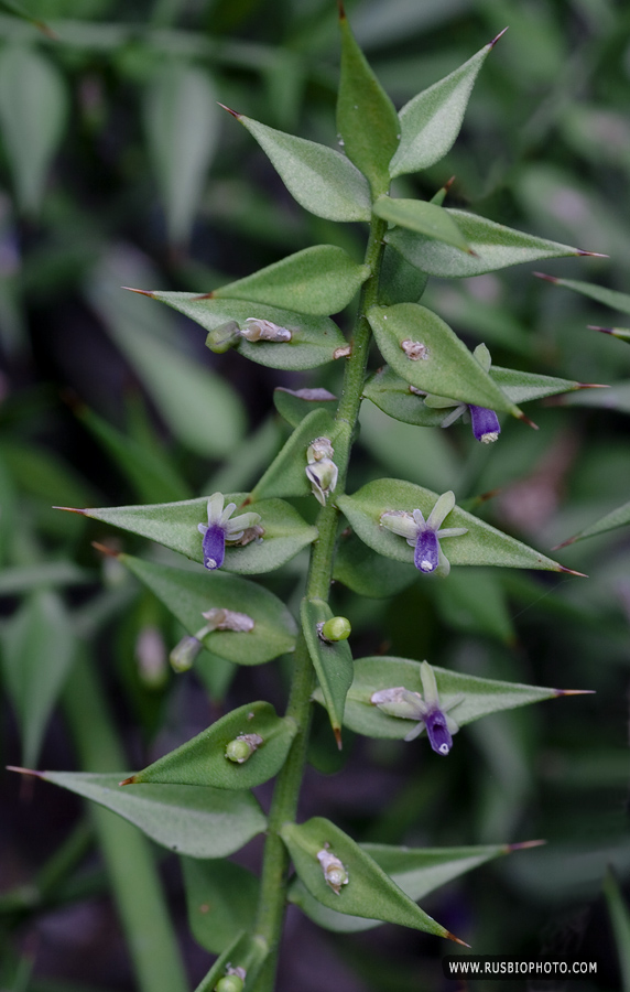 Image of Ruscus aculeatus specimen.