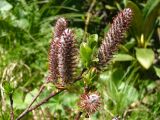 Salix kazbekensis